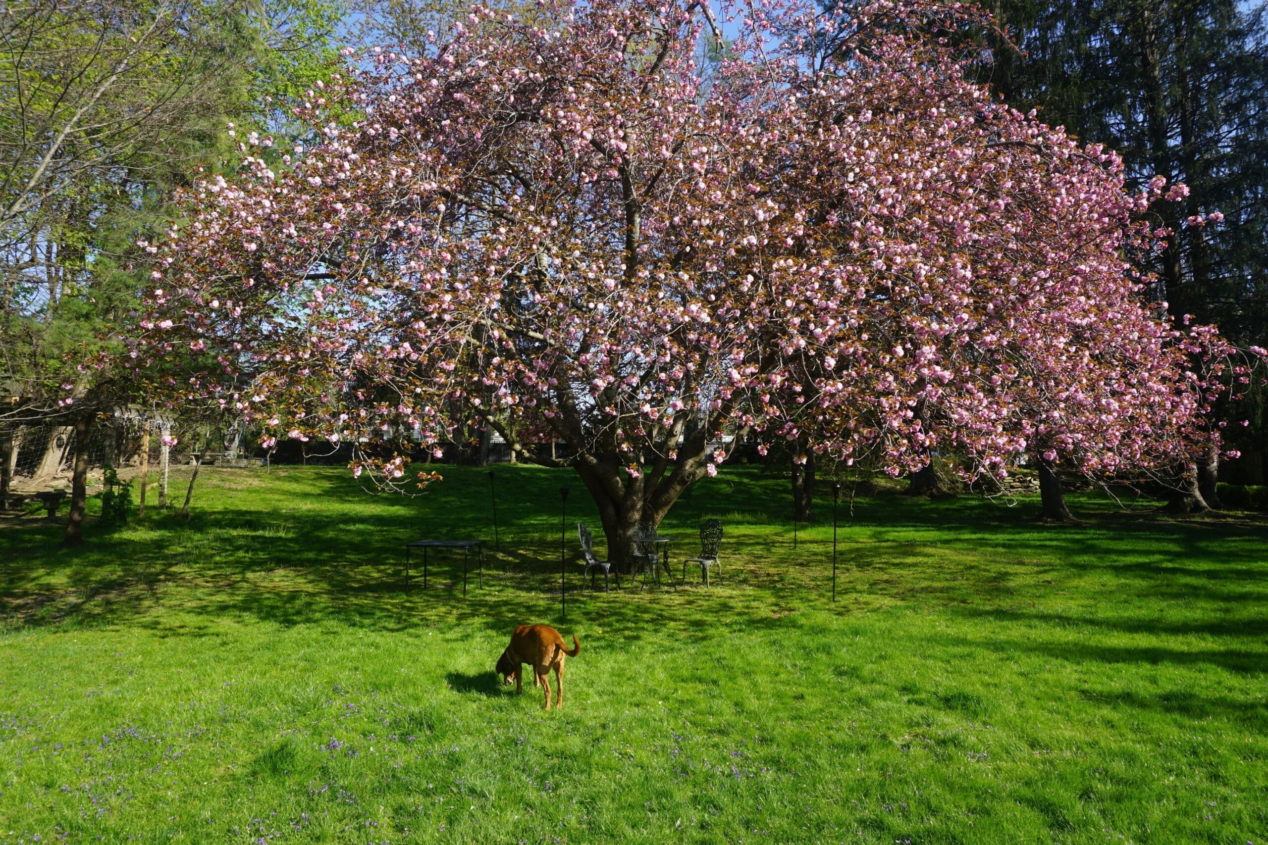 Cherry Tree on property in blossom with dog running in fenced yard.