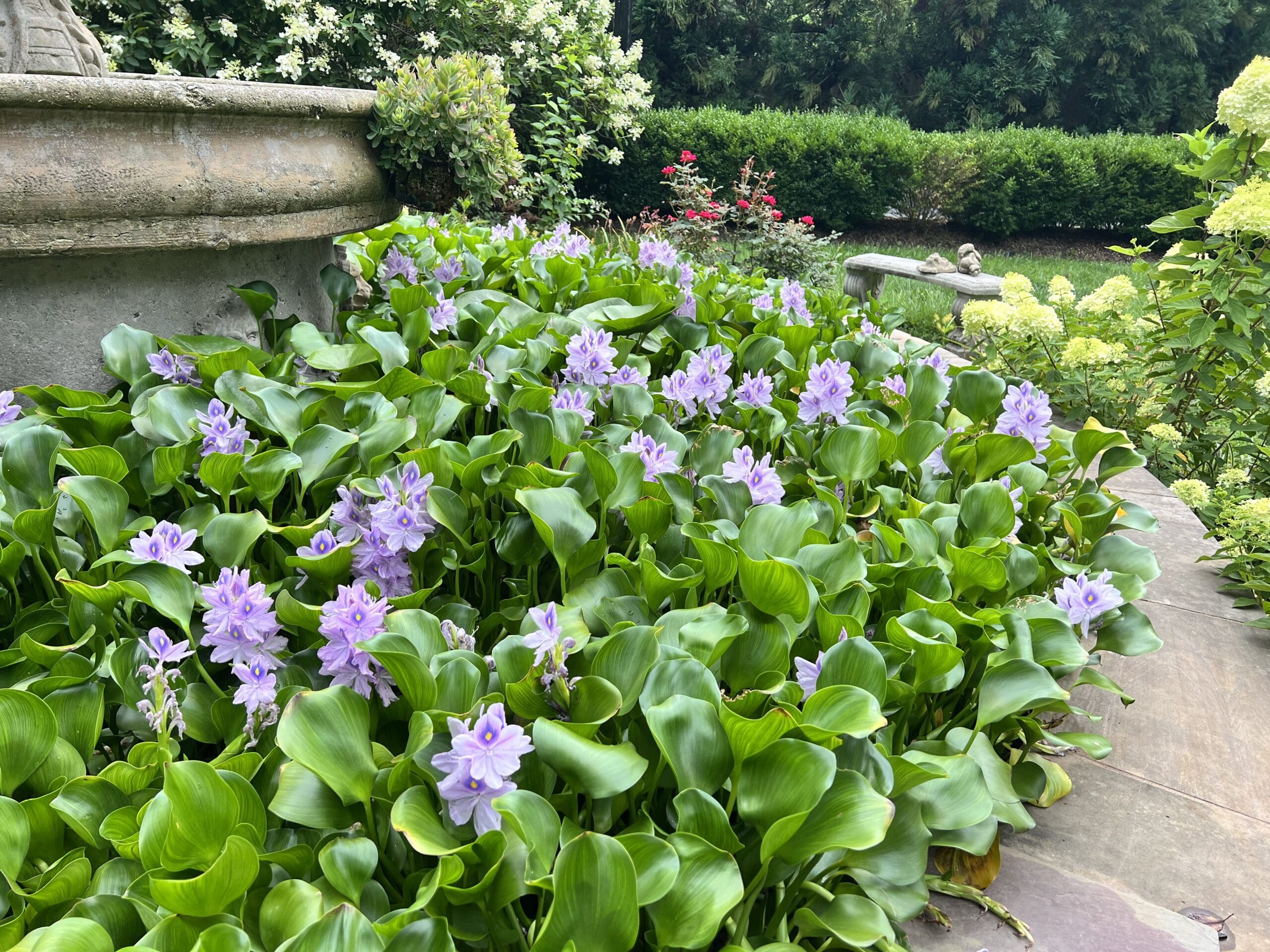 Flowering water hyacinths and water lilies