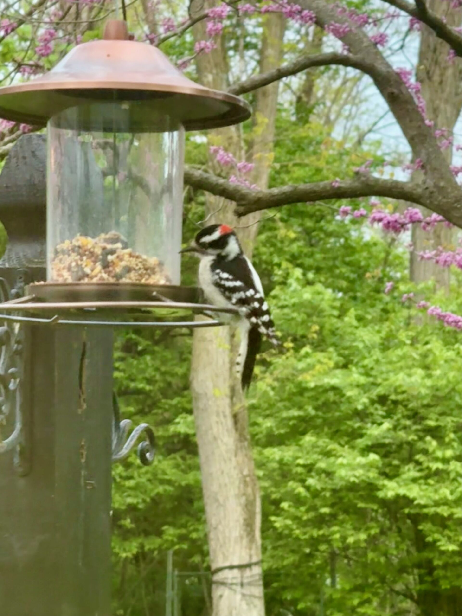 Ladder-Backed Woodpecker. Birding in New Jersey. NJ bird watching. Bird watching in New Jersey. Birdwatching near me.