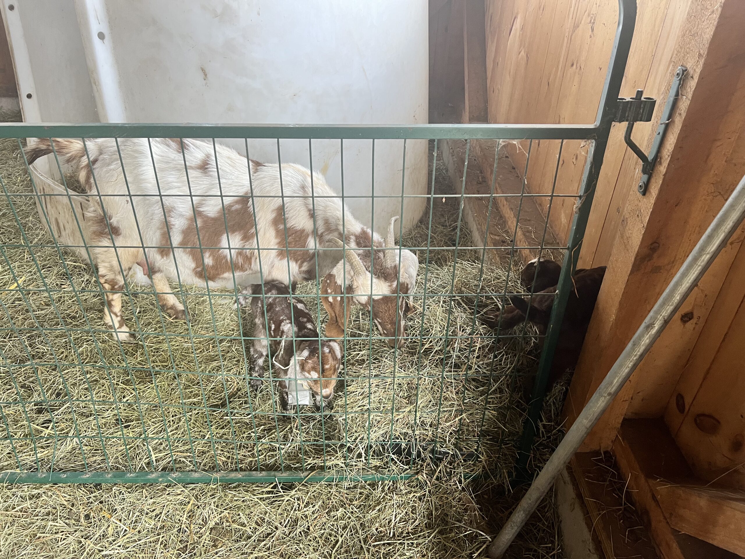 Princeton Lavender Farm Goats