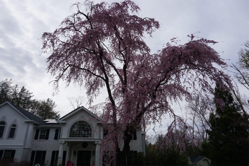 Flowering Tree on Airbnb Estate